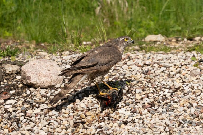 Sparrowhawk Drowns Woodpecker in Unprecedented Moment