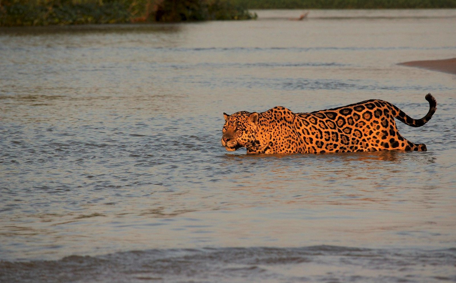 SPECIALIST PHOTOGRAPHIC SAFARI WITH WILDLIFE DREAMS
