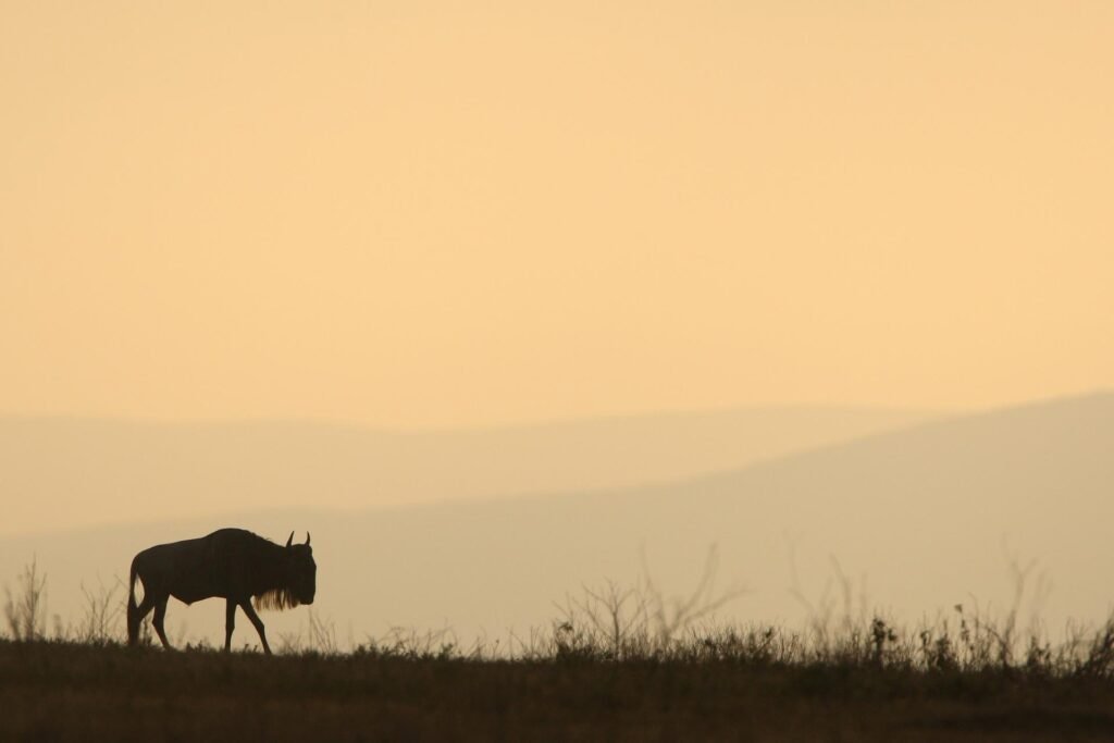 African Sunrise Landscape