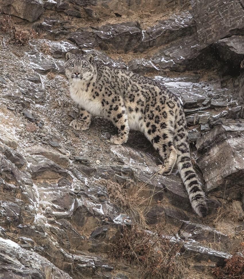 Snow leopard in Mongolia