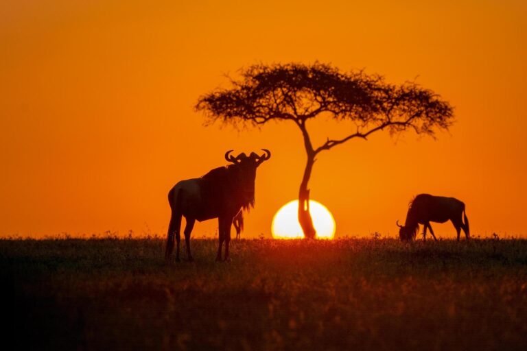 Wildebeest at sunset in the Serengeti