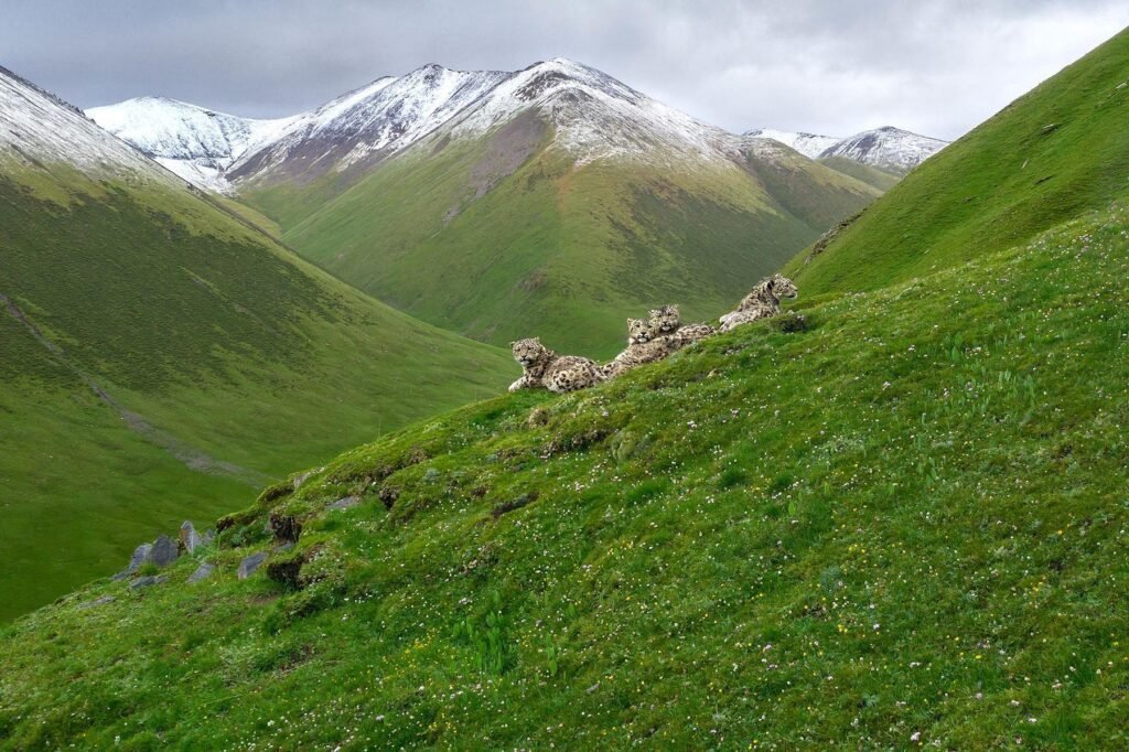 Snow leopard in summer. Mongolia