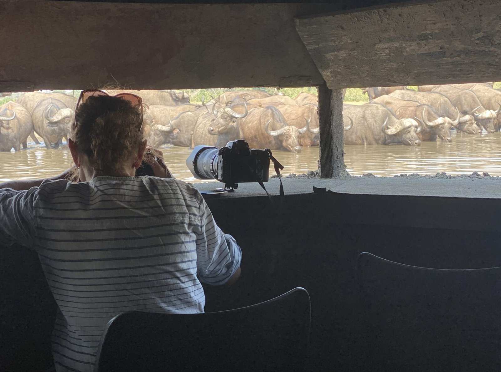 viewing buffalo from the hide