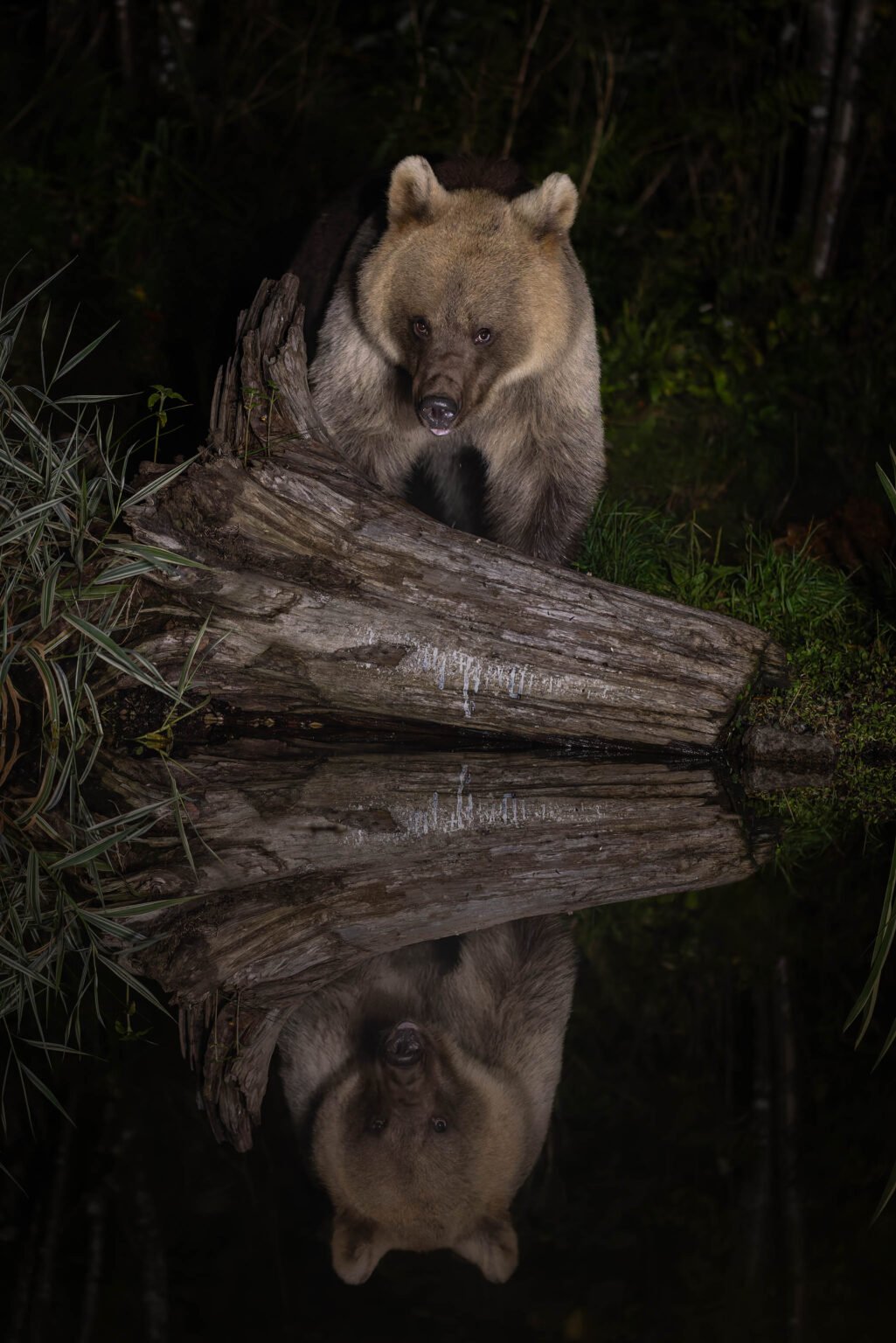 Brown Bear in Estonia.