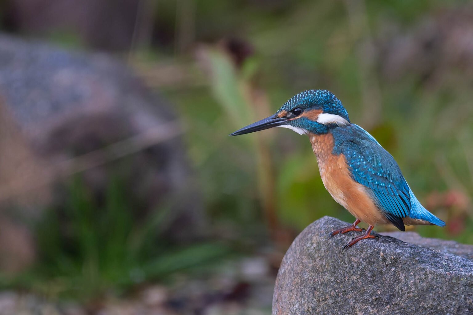 Kingfisher