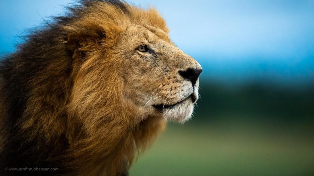 Lion in Maasai Mara, Kenya