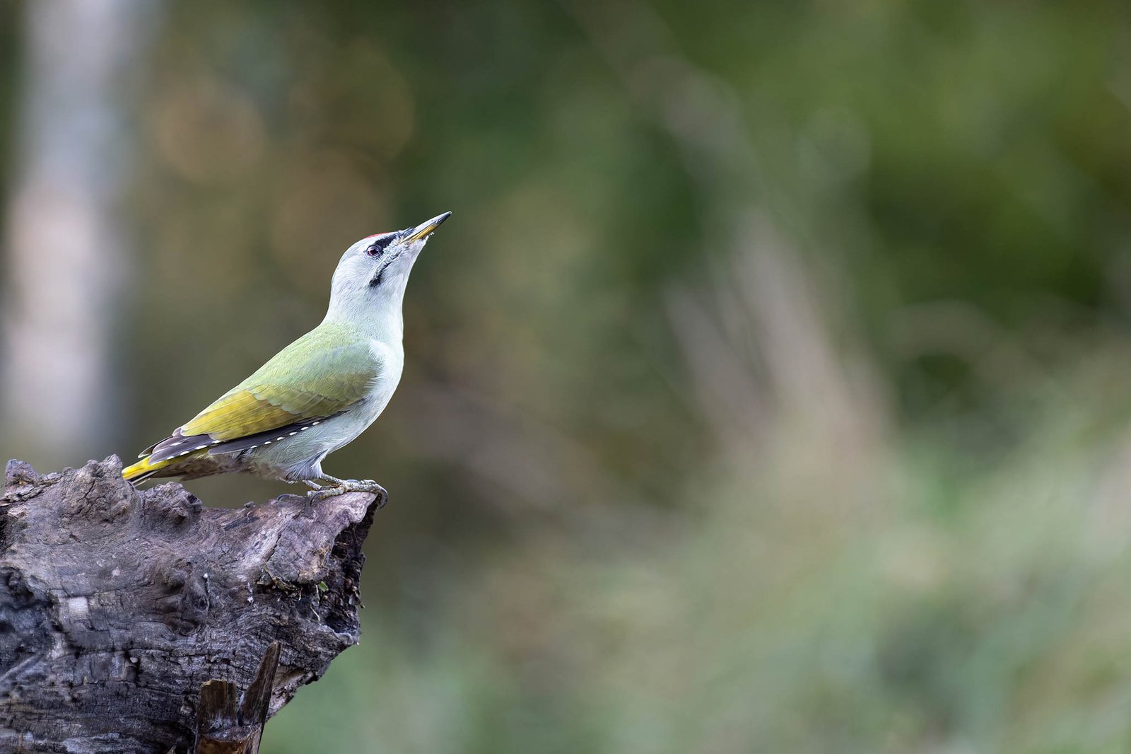 grey headed woodpecker