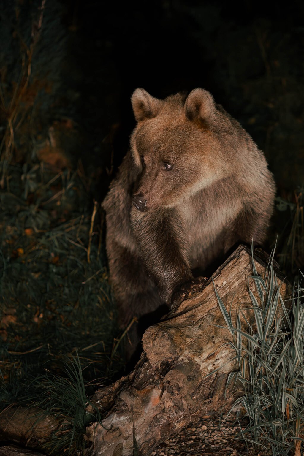 Brown Bear in Estonia.