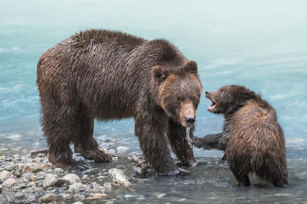 Bear and cub