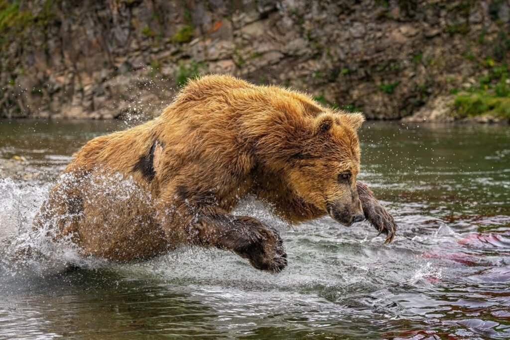 Bear pouncing in water for salmon