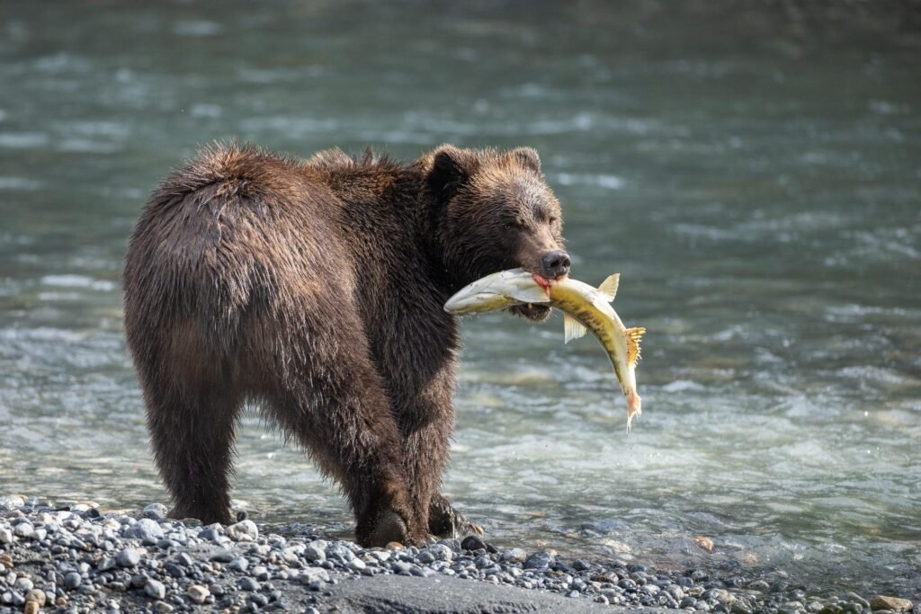 Bear with fish in mouth