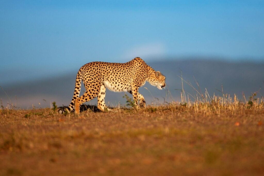 Cheetah stalking Maasai Mara, Kenya