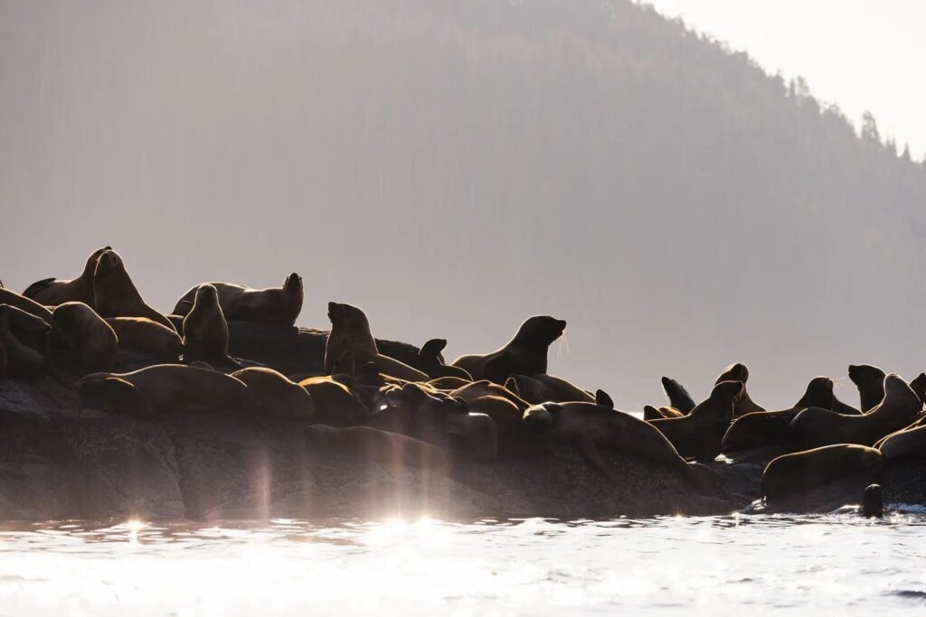 Sealions with rim lighting
